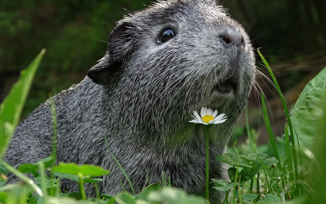Cuidados de la Cobaya